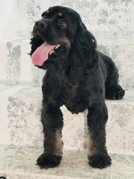 Cocker Spaniel