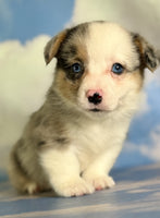 Corgi 
