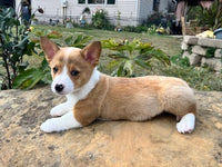 Corgi