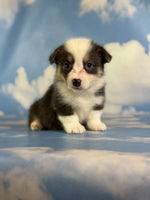 Corgi 