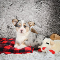 Corgi