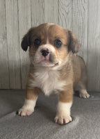 Corgi Cavalier Mix
