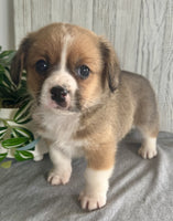 Corgi Cavalier Mix