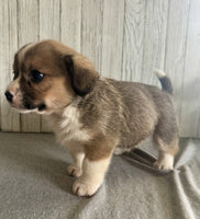 Corgi Cavalier Mix
