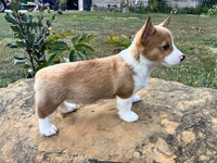 Corgi