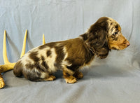 Mini Dachshund