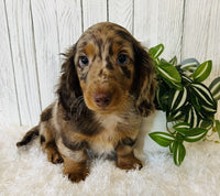 Mini Dachshund