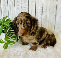 Mini Dachshund