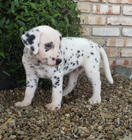 Dalmatian