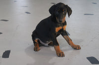  Doberman Pinscher