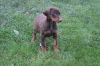 Doberman Pinscher