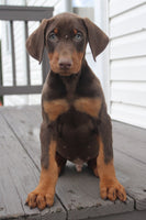 Doberman Pinscher