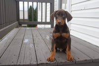 Doberman Pinscher