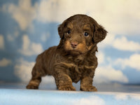 Mini Doxiepoo