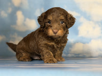 Mini Doxiepoo