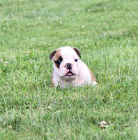 English Bulldog