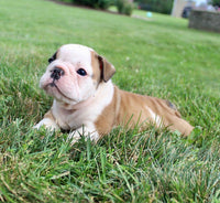 English Bulldog