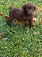 Labrador Retriever