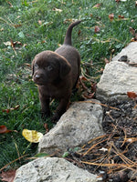 Labrador Retriever