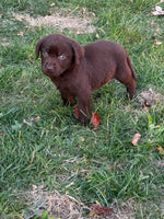 Labrador Retriever