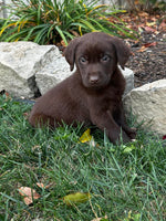  Labrador Retriever