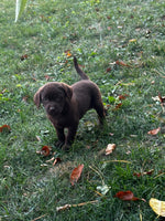 Labrador Retriever