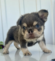 Fluffy French Bulldog