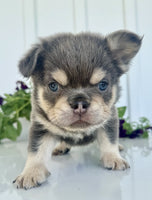 Fluffy French Bulldog