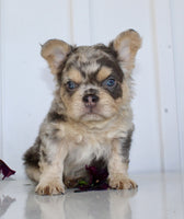 Fluffy French Bulldog