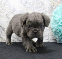 Fluffy French Bulldog