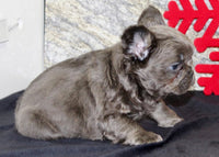 Fluffy French Bulldog