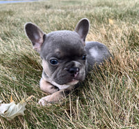 French Bulldog