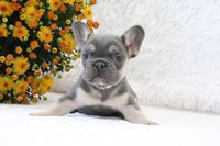 Fluffy French Bulldog