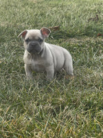 French Bulldog