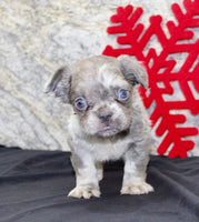 Fluffy French Bulldog 