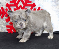 Fluffy French Bulldog