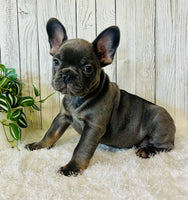 French Bulldog