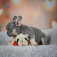 French Bulldog