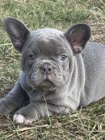 French Bulldog