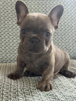 French Bulldog