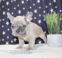 French Bulldog 