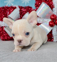 French Bulldog