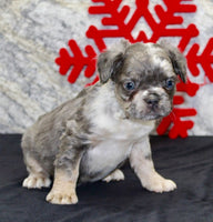 Fluffy French Bulldog