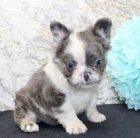 Fluffy French Bulldog