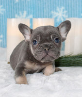 French Bulldog