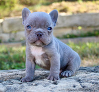 French Bulldog