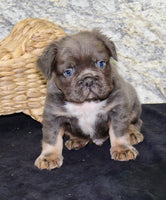 Fluffy French Bulldog