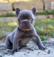 French Bulldog