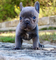 French Bulldog 