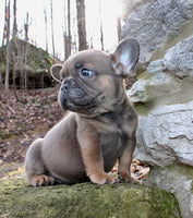 French Bulldog